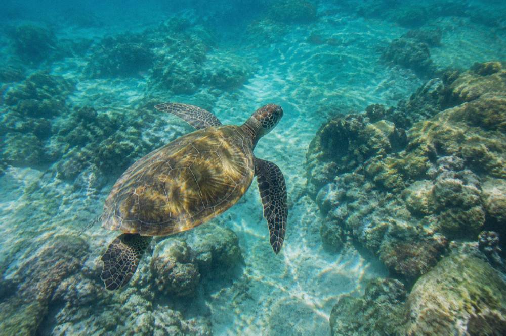 A green sea turtle swimming over a shallow reef in clear water