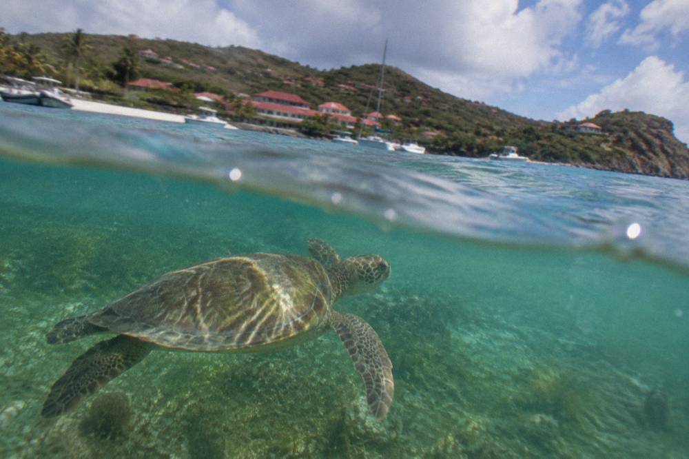 A green sea turtle swimming over seagrass in clear shallow water