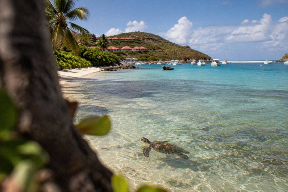 A green sea turtle swimming over pale sea grass in clear shallow water