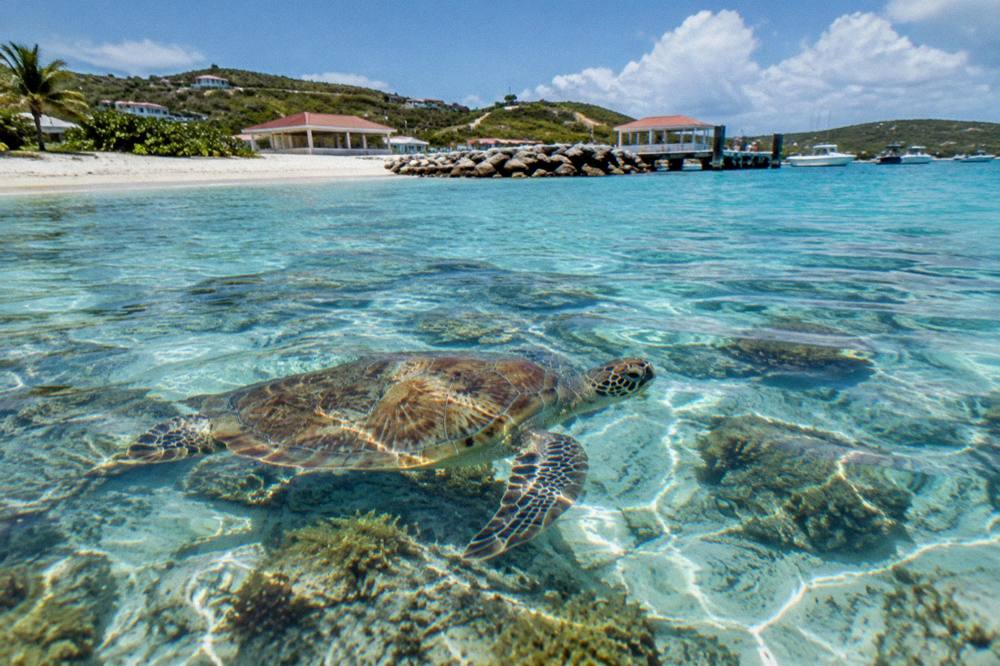 A green sea turtle swimming over a shallow coral reef in clear sunlight