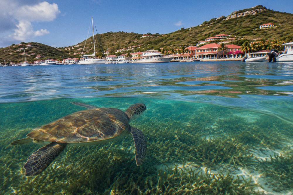 A sea turtle swimming over seagrass in clear shallow water