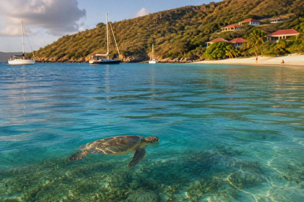 A green sea turtle swimming over seagrass in clear Caribbean water