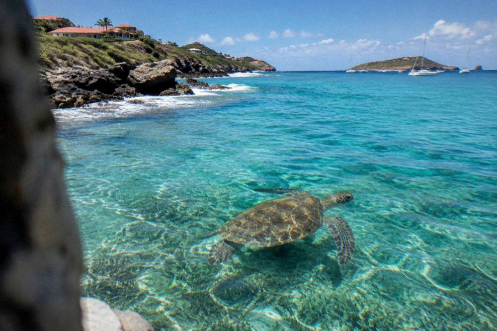 A green sea turtle swimming over seagrass in clear turquoise Caribbean water