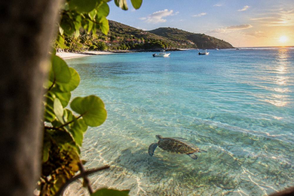 A sea turtle swimming over seagrass in clear shallow water