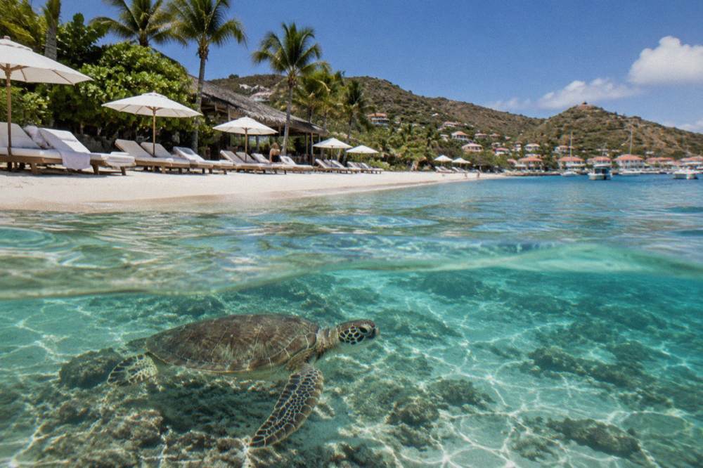 A green sea turtle swimming over a shallow reef in clear water