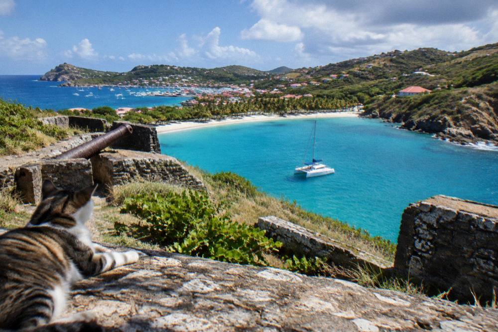 A catamaran anchored in a quiet bay with a palm-lined beach and wooded headland