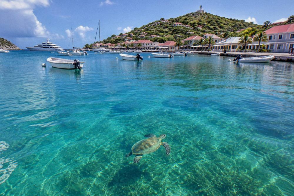 A green sea turtle swimming over seagrass in clear turquoise water