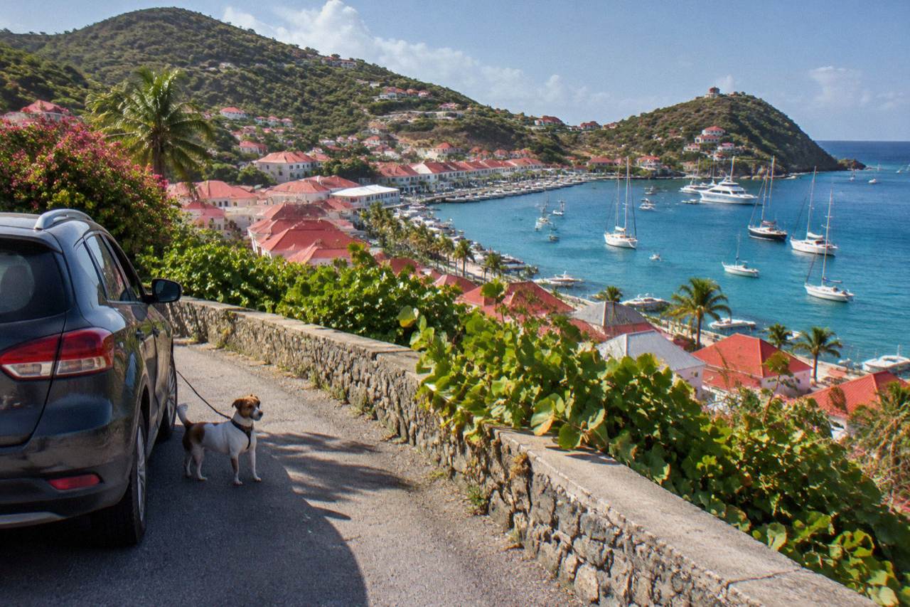 A small dog on a leash beside a parked car on a hillside road overlooking a Caribbean harbour town