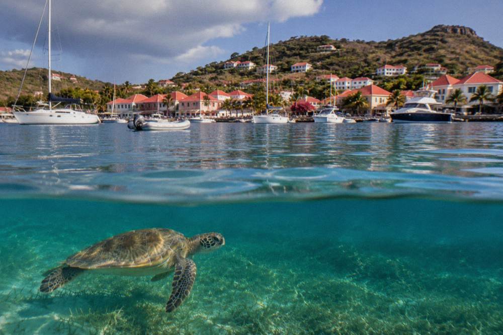 Green sea turtle swimming over seagrass in clear Caribbean water