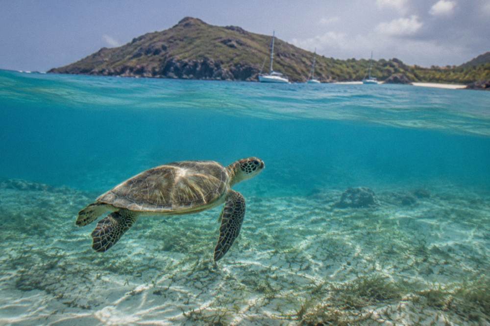 A green sea turtle swimming over a sandy seabed near seagrass