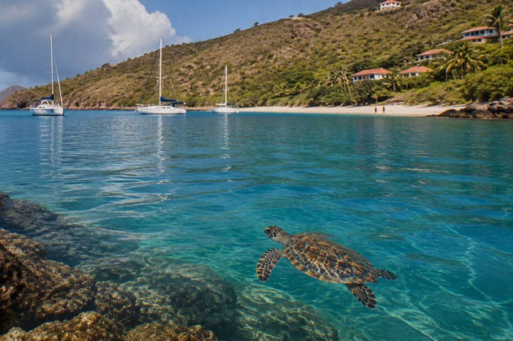 A hawksbill turtle swimming near a rocky reef in calm blue water