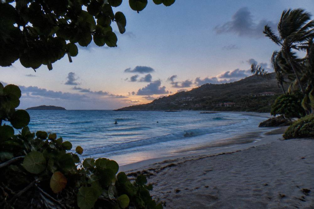 Palm trees bending in the wind above a sandy Caribbean shore