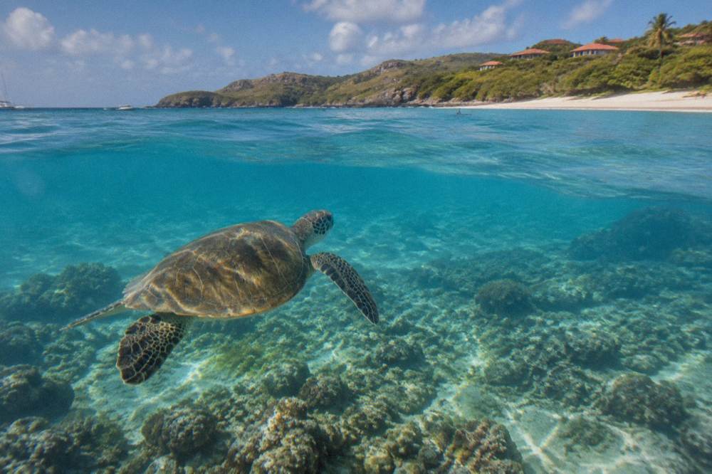 Sea turtle swimming over a shallow coral reef in clear water