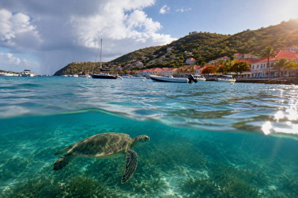 A green sea turtle swimming over seagrass in clear Caribbean water