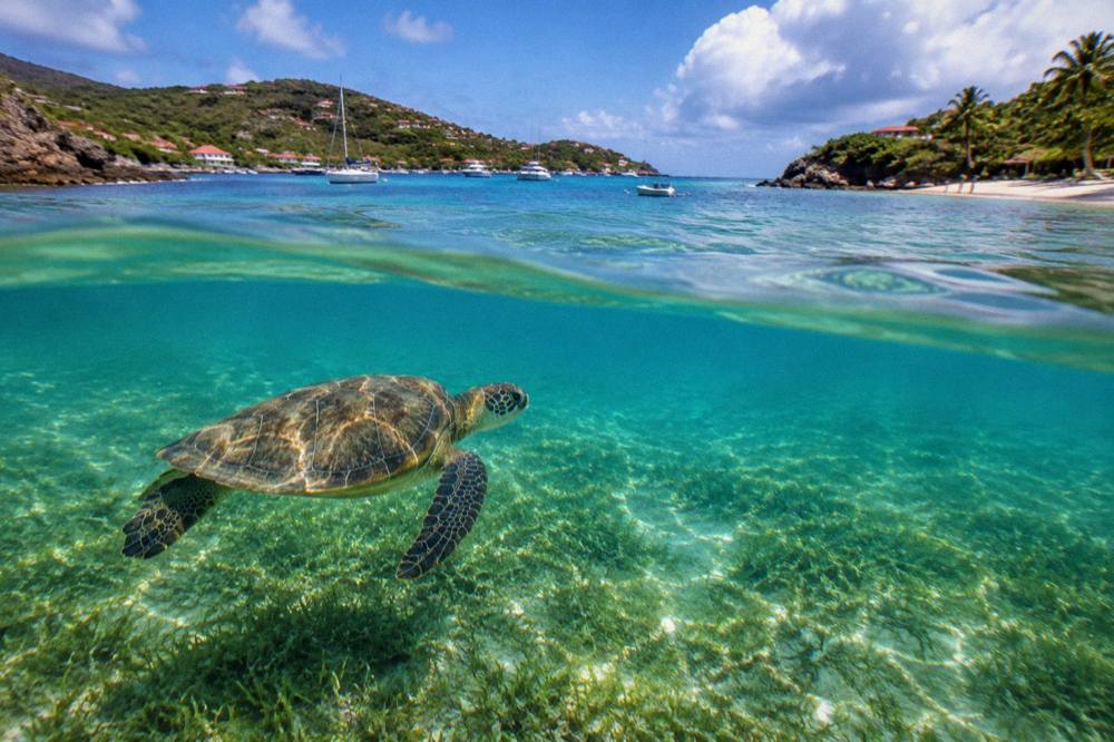 A sea turtle swimming over seagrass in clear sunlit Caribbean water