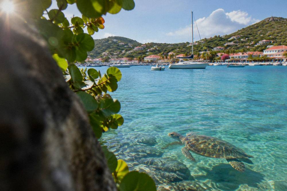 A green sea turtle swimming over clear shallow water near a St Barts reef