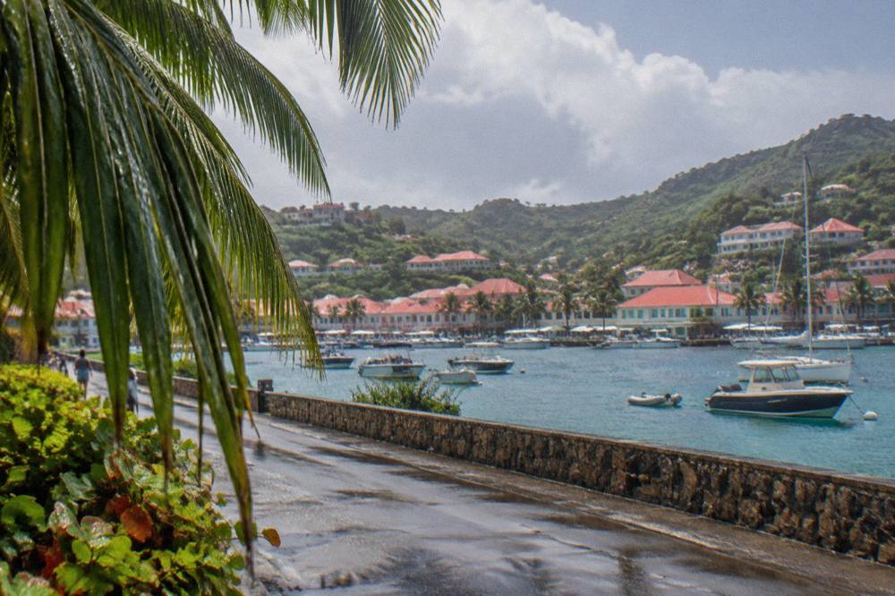 Palm leaves heavy with raindrops along a coastal road in St Barts